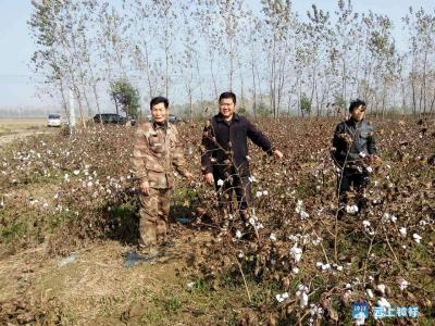 省农科院专家验收棉花西瓜双嫁接高效模式