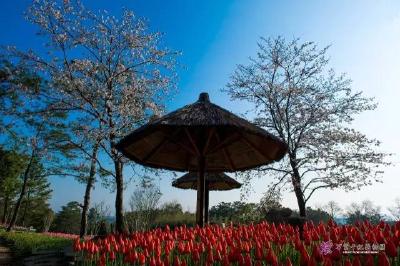 观郁金香花美景，品石门云松美食