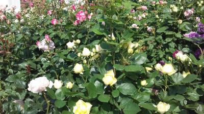 月季花开香满园