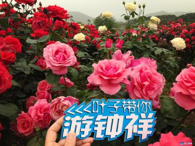 唯有此花开不厌  一年长占四时春