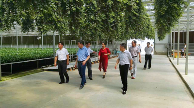 张桂华调研钟祥农业结构性供给侧改革工作