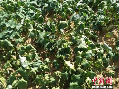 甘肃伏期高温范围广极端性强 致中东部伏旱明显