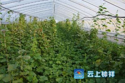 “创业在大柴湖”-项目巡礼之二:绿蔬园合作社试种哈密瓜成功