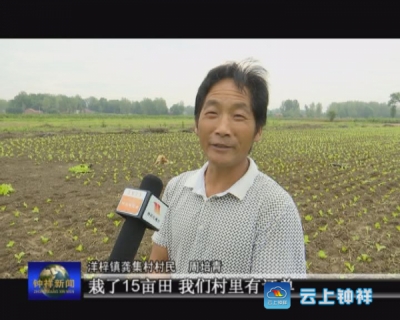 《聚力脱贫攻坚 人大代表在行动》专栏：洋梓镇龚集村 蔬菜合作社撑起致富一片天
