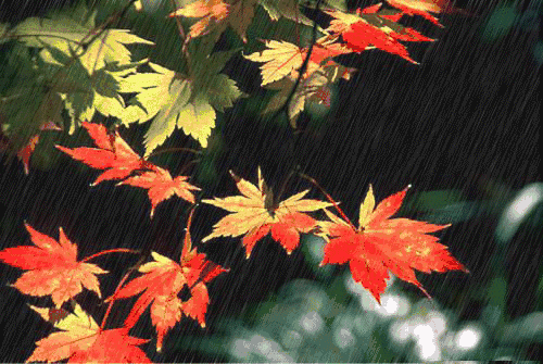 钟祥市秋雨连绵天气60年来少有，市气象部门提示......  