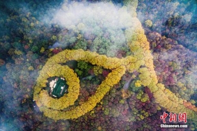 数说中国林业：森林覆盖率达21.66% 今年拟造林超1亿亩