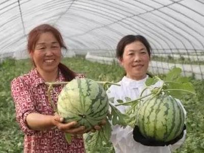 官庄湖西瓜夫妇逐梦现代农业 
