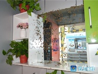 吓人！蜜蜂“越狱”大闹武当山收费站