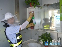 吓人！蜜蜂“越狱”大闹武当山收费站