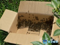 吓人！蜜蜂“越狱”大闹武当山收费站