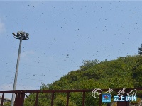 吓人！蜜蜂“越狱”大闹武当山收费站