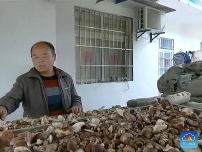 绿色产业成就幸福张集