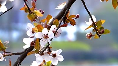 钟祥城区鲜花烂漫开 不负春光不负美