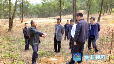 郭志泉调研松材线虫病防治工作