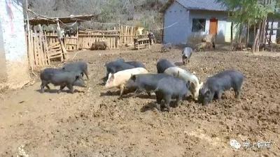 “跑山猪”跑出增收加速度