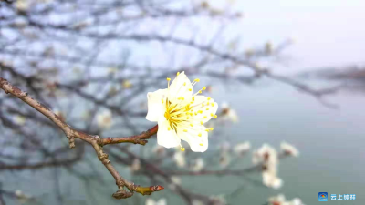 看！莫愁湖边花儿静静开