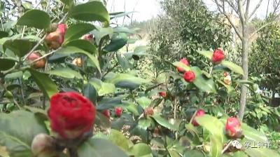 钟祥市绿景苗木种植合作社带领社员走进“春天里”