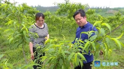 千亩桃园让八姓庙村“桃”脱贫困