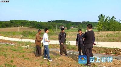 小花椒“点燃”脱贫新希望