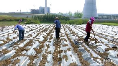 长滩镇：扶贫基地“一村一品” 贫困群众增收有盼头