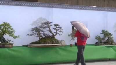 争奇斗艳！1280盆花木盆景展夺人眼球
