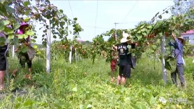 钟祥：林下“生金” 助力乡村振兴