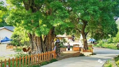 南庄村：千年夫妻树 生态文化村 