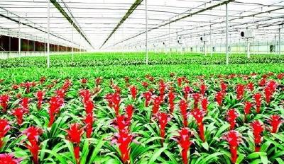 荜路蓝缕，荒芜大柴湖变花城