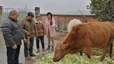 脱贫攻坚一线见闻丨大同村：黄牛养殖助力病号户脱贫