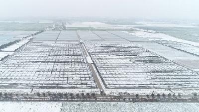 柴湖镇四新村花卉连体大棚被积雪压垮 损失三百多万元