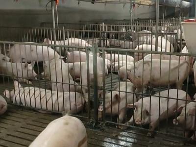 ​钟祥牧原养殖公司：当好战疫“后勤兵”  生猪供应稳中有序         