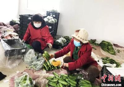 菜烂地里，菜农咋办？稳住！大批保菜政策来了 