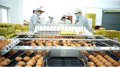保供30天、3000000多枚！武汉10万医患每天都有1枚爱心鸡蛋吃 
