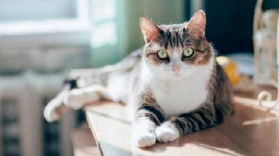 首例宠物猫确诊新冠病毒