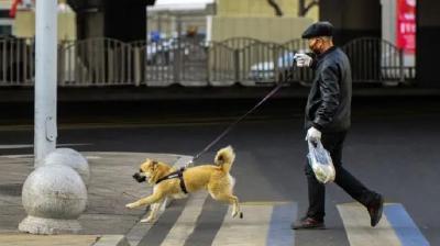 宠物也会感染新冠病毒？专家：尚缺乏充分的实验证据 