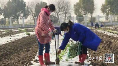 除了萝卜白菜，武汉人马上能吃到这些新品种了！ 