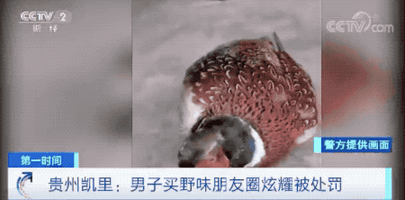 “黄焖还是烧烤好吃？”男子买野味，还发朋友圈炫耀！处罚来了！