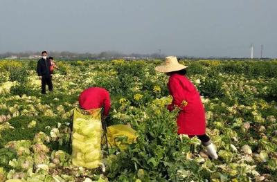 从田间到餐桌：直供模式给贫困村农产品滞销破局