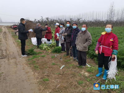 城里吃菜不再难，复工复产种菜忙