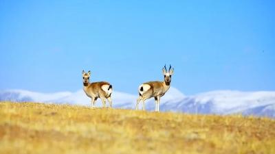 食用水生野生动物也犯法！这个野生动物资源大省对猎捕、食用野生动物下禁令 