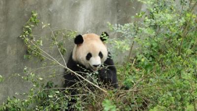 大熊猫患致命罕见病，经36小时手术已转危为安 