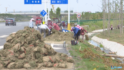 嘉靖大道第二标段工程建设有序推进