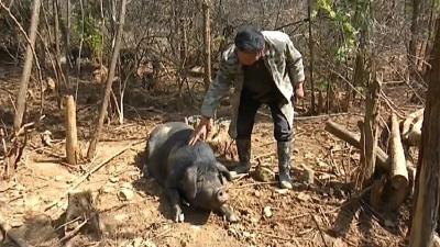 跑山猪、跑山鸡、跑山羊……余祥喜的“跑山”养殖 