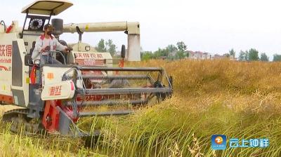 亩产198.8公斤，钟祥市油菜绿色高效技术“345”模式实地测产
