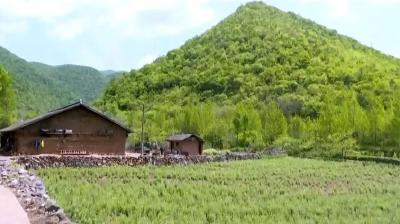 旅游名村“药”致富 高岗旱地变“宝库” 