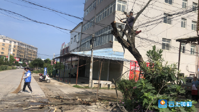 大树成危树 “格格”来解忧