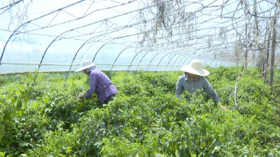 村里有产业  村民有门路  磷矿前小河村脱贫增收信心足！