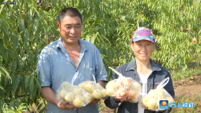 九里王岭村：晚熟桃子喜丰收  果农笑开颜