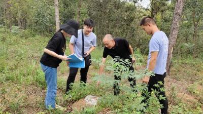 钟祥审计聚焦林场病虫害防治专项资金使用情况