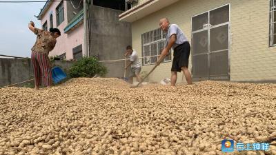 买全国卖全国  柴湖任滩村花生让村民过上好生活！